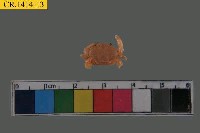 藏品(肉球皺蟹)的圖片